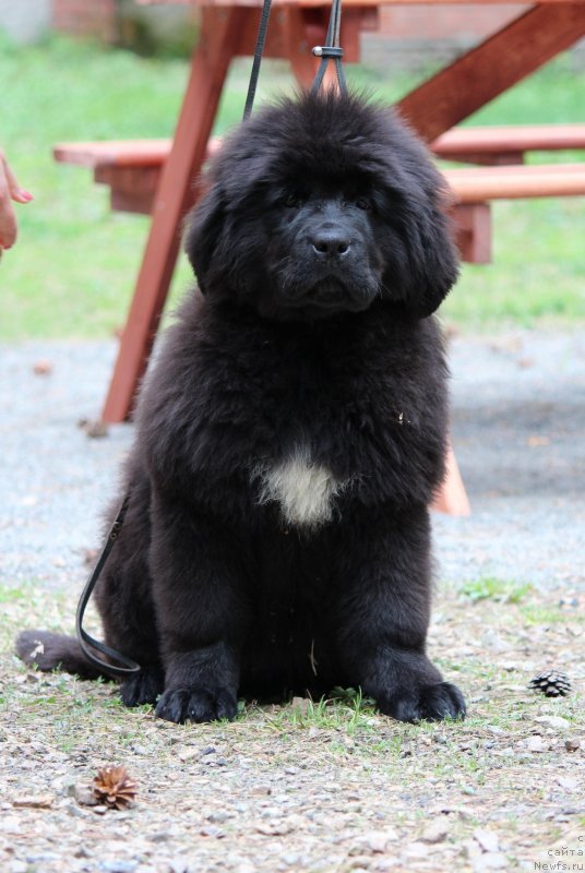 Фото: ньюфаундленд Super Premium Yalta (Супер Премиум Ялта)