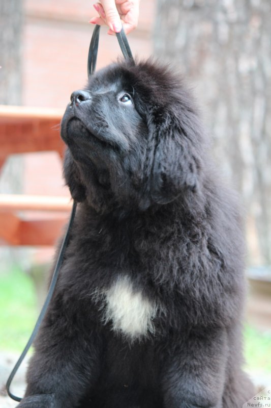 Фото: ньюфаундленд Super Premium Yalta (Супер Премиум Ялта)