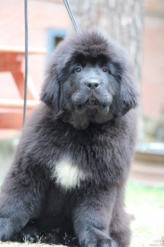 Фото: ньюфаундленд Super Premium Yalta (Супер Премиум Ялта)