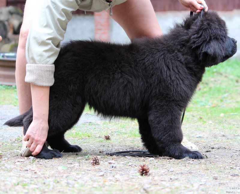 Фото: ньюфаундленд Super Premium Yalta (Супер Премиум Ялта)