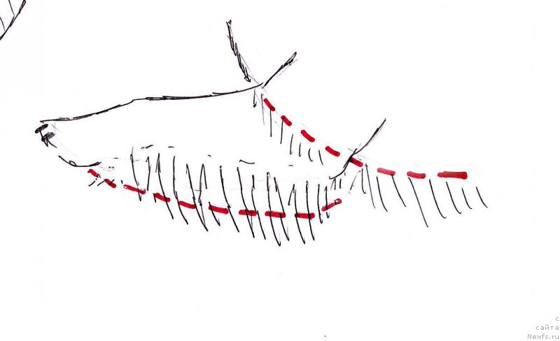 Фотография № 236123