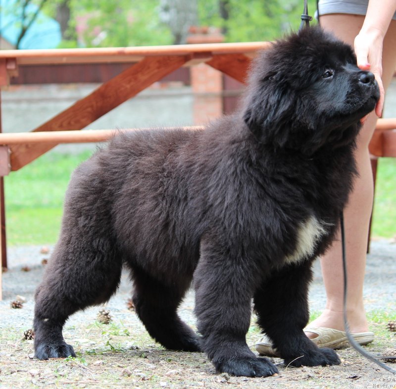 Фото: ньюфаундленд Super Premium Yalta (Супер Премиум Ялта)