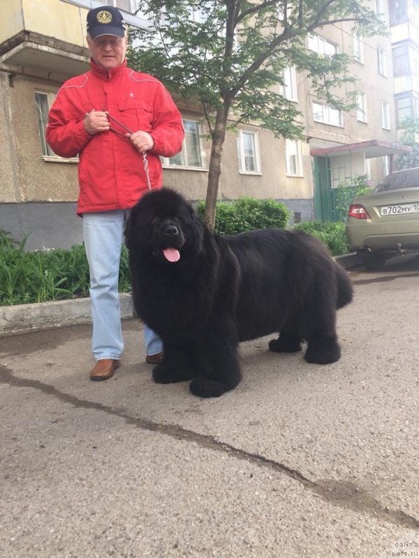 Фото: ньюфаундленд Viola Kosta Lamponi (Виола Коста Лампони)