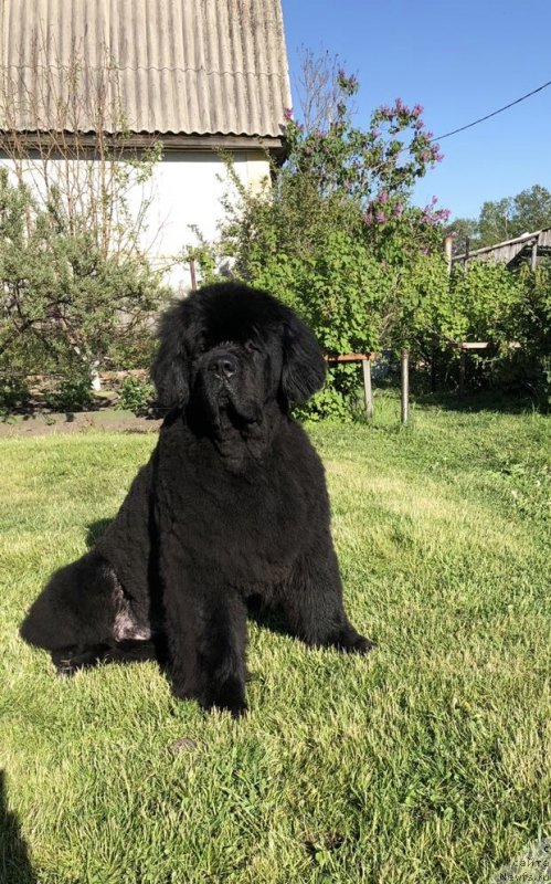 Фото: ньюфаундленд CHeyz Kaden Kleve Led (Чейз Каден Клеве Лед)