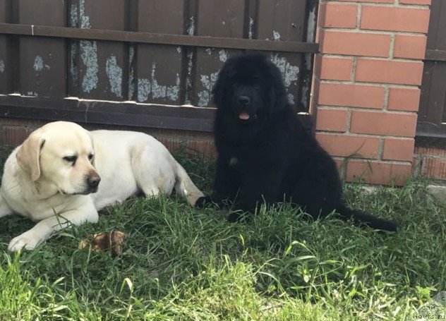 Фото: ньюфаундленд Brownblood MSK Martin Courageous Guy (Браунблад МСК Мартин Корэйджес Гай)