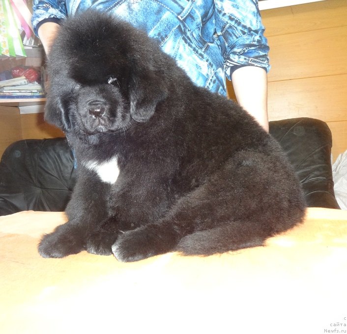 Фотография № 236159