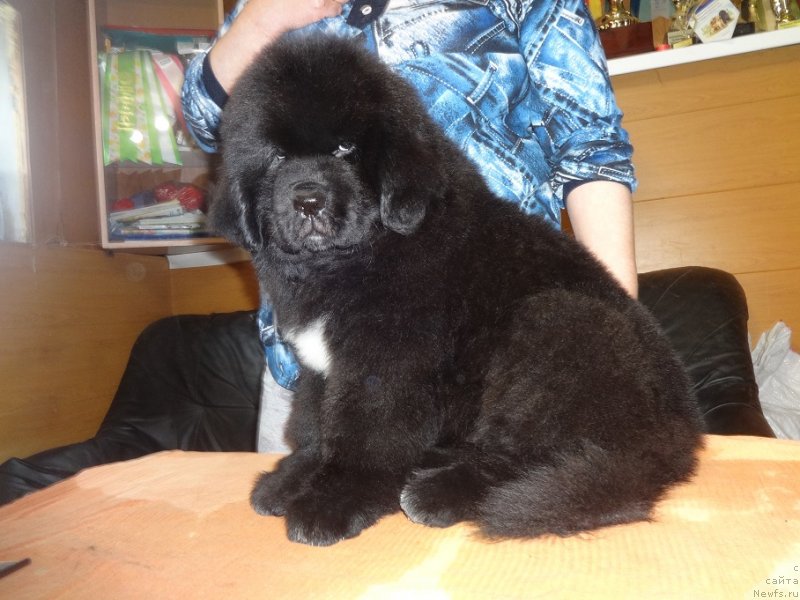 Фото: ньюфаундленд N'yufort Jordjiya (Ньюфорт Жорджия)