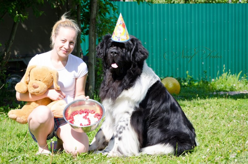 Фото: ньюфаундленд Angels Keeper Nibelung (Энджелс Кипер Нибелунг), Ol'ga Martyinova (Ольга Мартынова)