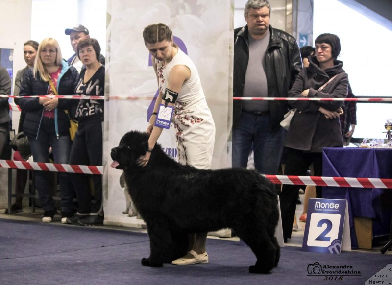 Фото: ньюфаундленд Marya Krasa ot Sibirskogo Medvedja (Марья Краса от Сибирского Медведя)