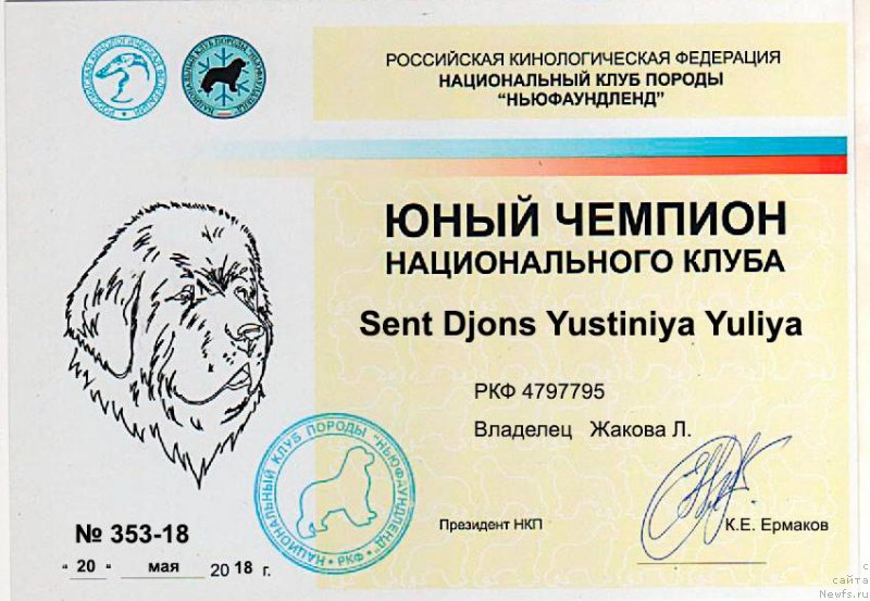 Фото: ньюфаундленд Sent Djons Yustiniya Yuliya (Сент Джонс Юстиния Юлия)