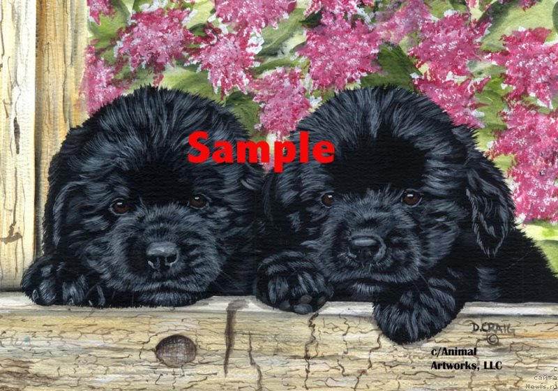 Фотография № 236238