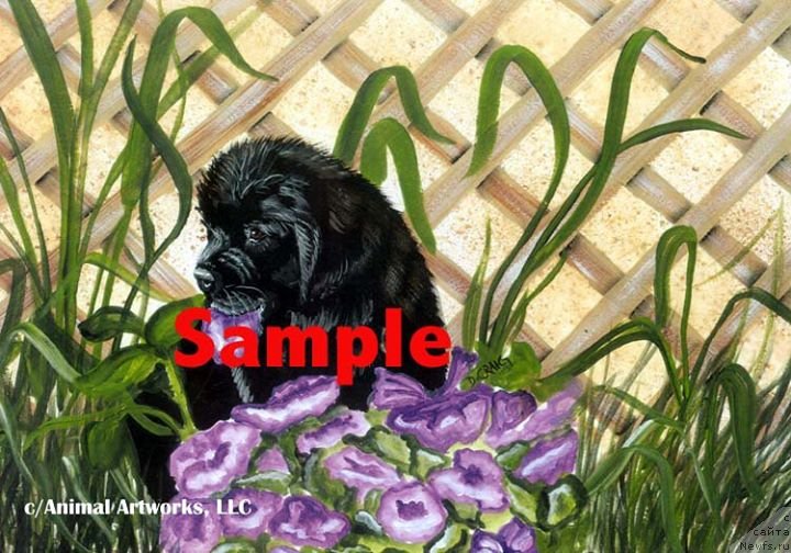 Фотография № 236239