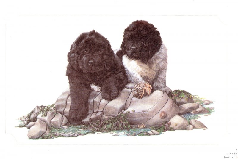 Фотография № 236274