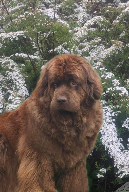 Фото: ньюфаундленд Naomi Tagoliri for Brouwnblood (Наоми Таголири фор Браунблад)