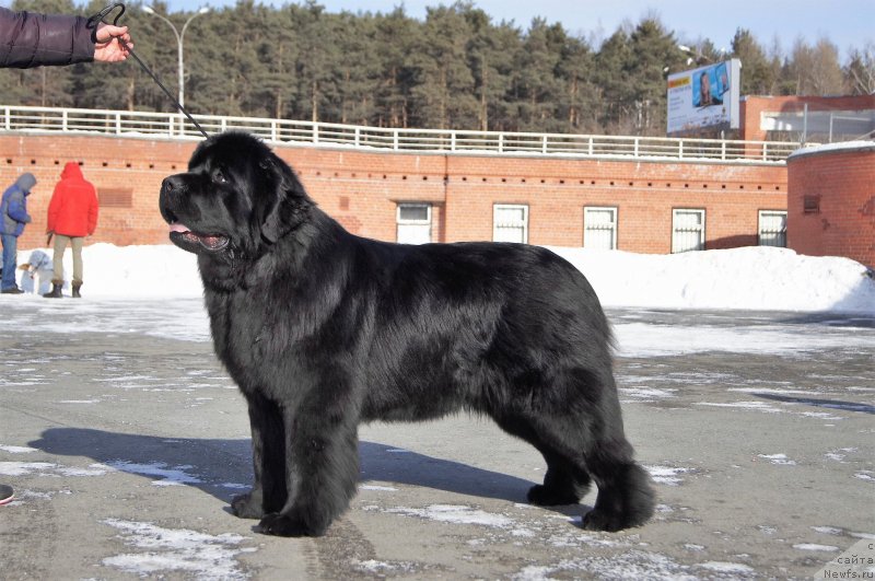 Фото: ньюфаундленд Obush Shed Deutschland (Обуш Шед Дойчленд)