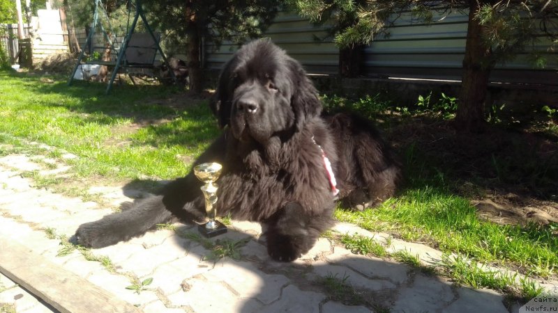 Фото: ньюфаундленд Fluffy Avalanch Veyat (Флюфи Аваланч Веят)