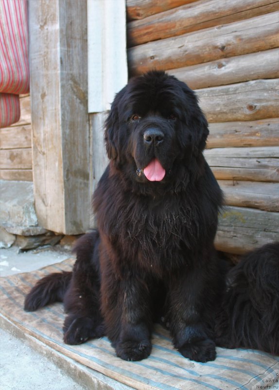 Фото: ньюфаундленд Obush Shed Deutschland (Обуш Шед Дойчленд)