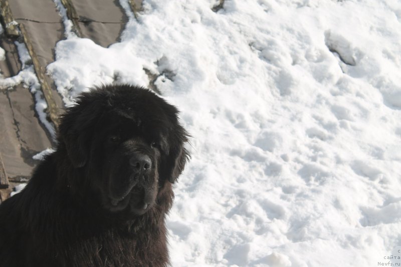 Фото: ньюфаундленд Obush Shed Deutschland (Обуш Шед Дойчленд)