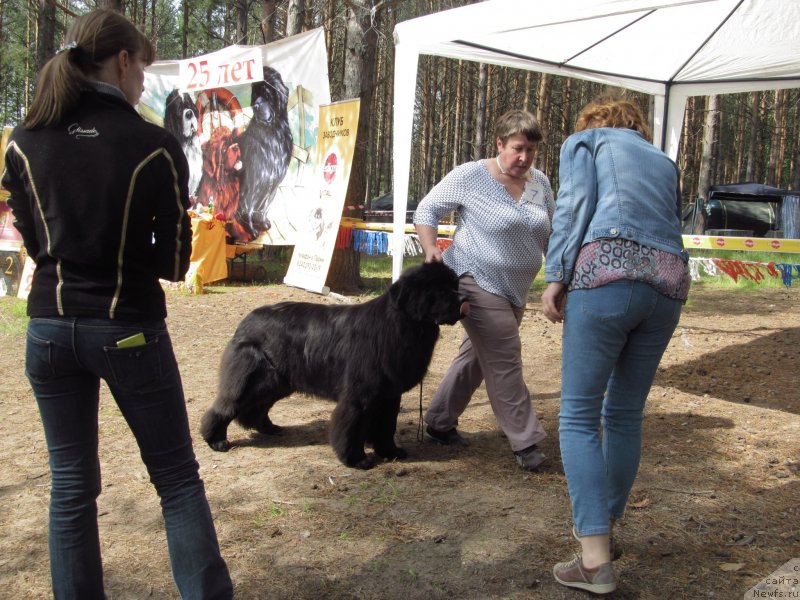 Фото: ньюфаундленд Obush Shed Deutschland (Обуш Шед Дойчленд)