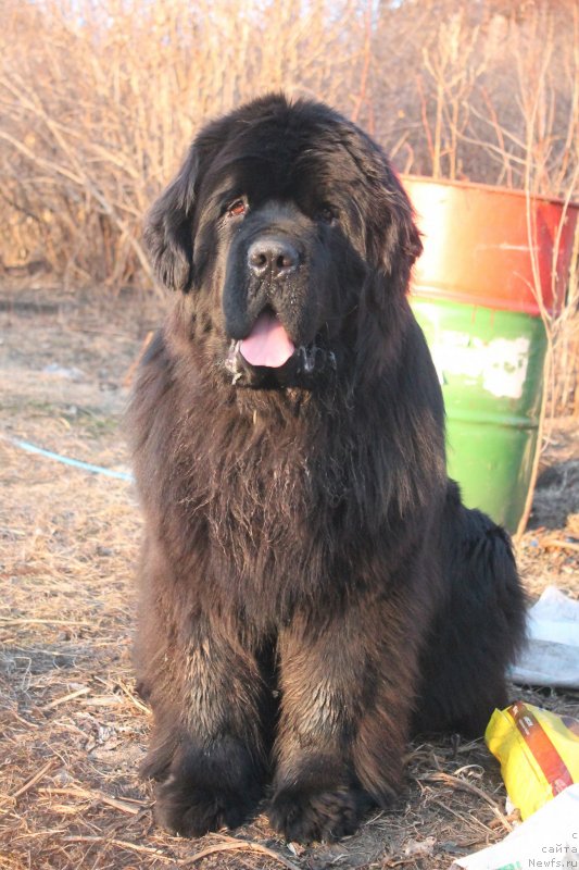 Фото: ньюфаундленд Obush Shed Deutschland (Обуш Шед Дойчленд)