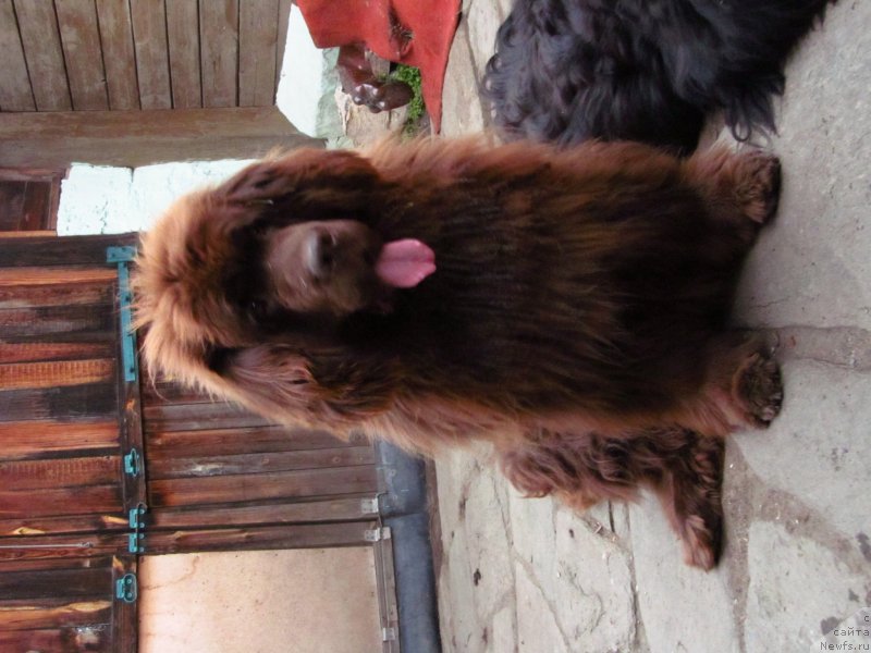 Фото: ньюфаундленд Obush Shed Yakutia (Обуш Шед Якутия)