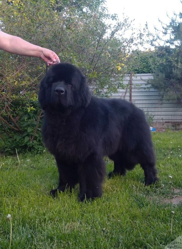 Фото: ньюфаундленд Fluffy Avalanch Veyat (Флюфи Аваланч Веят)