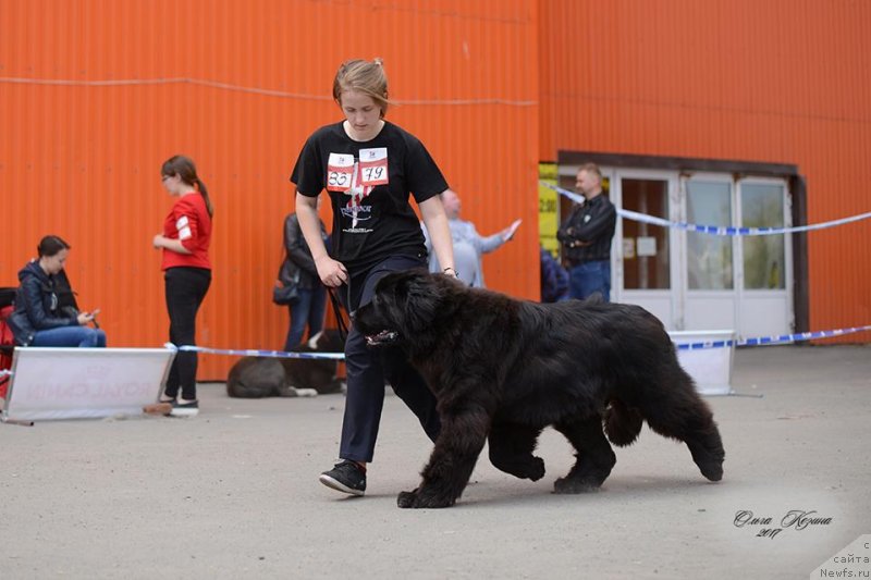Фото: ньюфаундленд Obush Shed Destiny Shape (Обуш Шед Дестини Шейп)