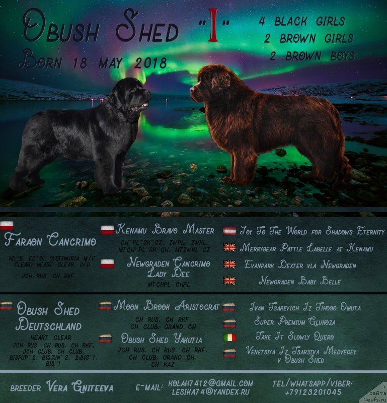 Фото: ньюфаундленд Obush Shed Deutschland (Обуш Шед Дойчленд), ньюфаундленд Faraon Cancrimo