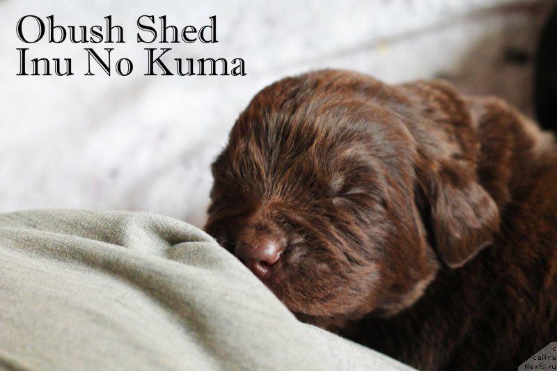 Фото: ньюфаундленд Obush Shed Inu No Kuma (Обуш Шед Ину Но Кума)