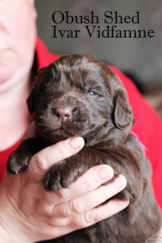 Фото: ньюфаундленд Obush Shed Ivar Vidfamne (Обуш Шед Ивар Видфамне)
