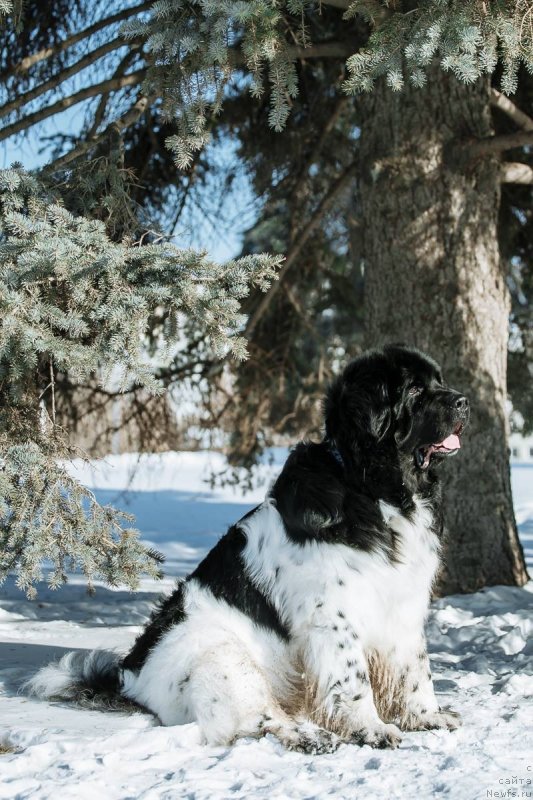 Фото: ньюфаундленд Plushevaya Panda Ferrero Rond Noir (Плюшевая Панда Ферреро Ронд Нуар)