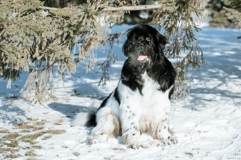 Фото: ньюфаундленд Plushevaya Panda Ferrero Rond Noir (Плюшевая Панда Ферреро Ронд Нуар)