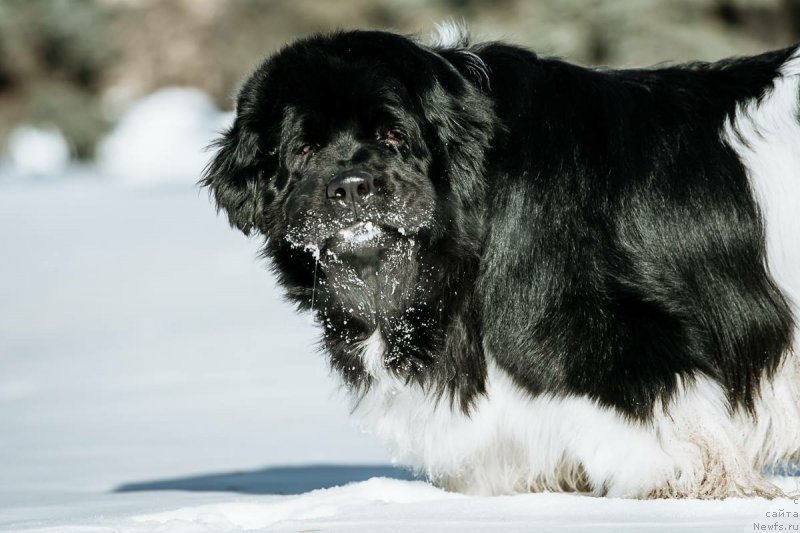 Фото: ньюфаундленд Plushevaya Panda Ferrero Rond Noir (Плюшевая Панда Ферреро Ронд Нуар)