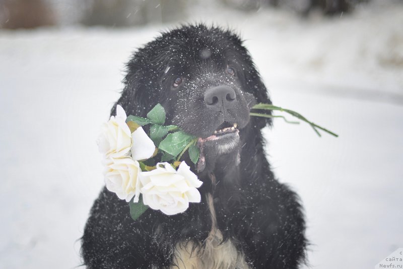 Фото: ньюфаундленд Plushevaya Panda Ferrero Rond Noir (Плюшевая Панда Ферреро Ронд Нуар)