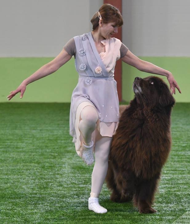 Фото: ньюфаундленд Fann'yuf Gloriya Dey (Фанньюф Глория Дей)