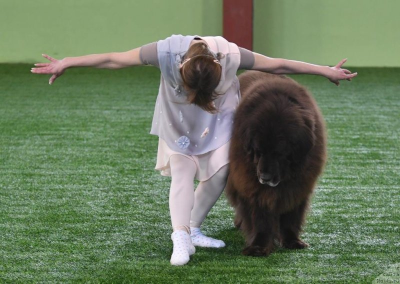 Фото: ньюфаундленд Fann'yuf Gloriya Dey (Фанньюф Глория Дей)