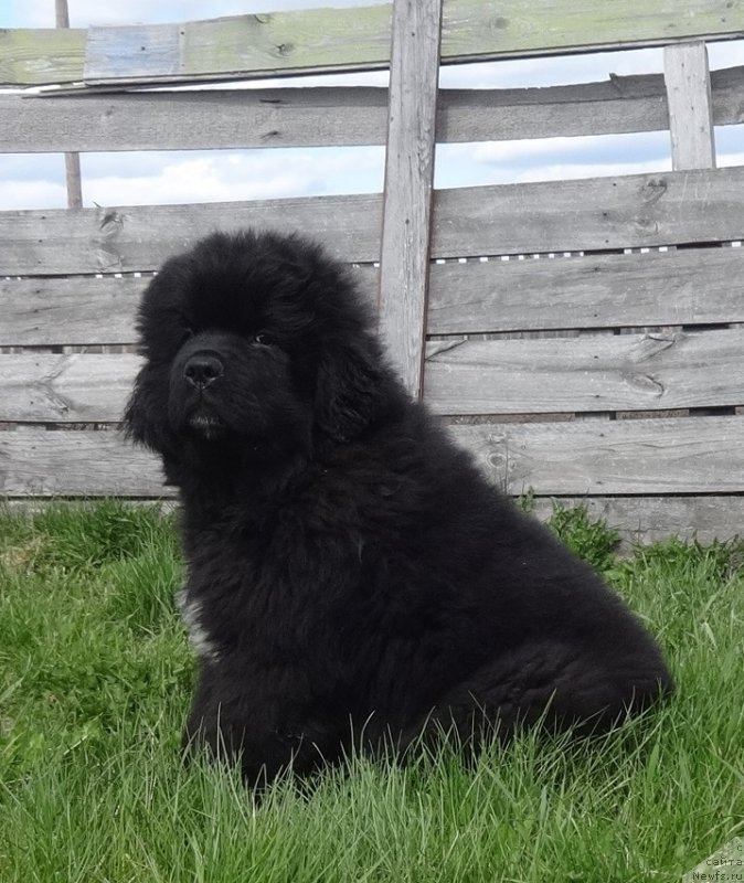 Фото: ньюфаундленд N'yufort Jordjiya (Ньюфорт Жорджия)