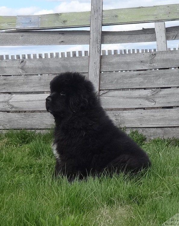 Фото: ньюфаундленд N'yufort Jordjiya (Ньюфорт Жорджия)