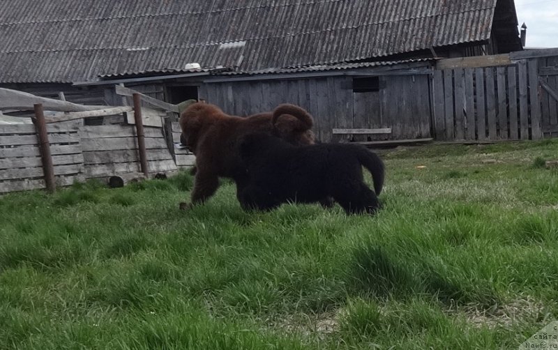 Фото: ньюфаундленд N'yufort Jordjiya (Ньюфорт Жорджия)