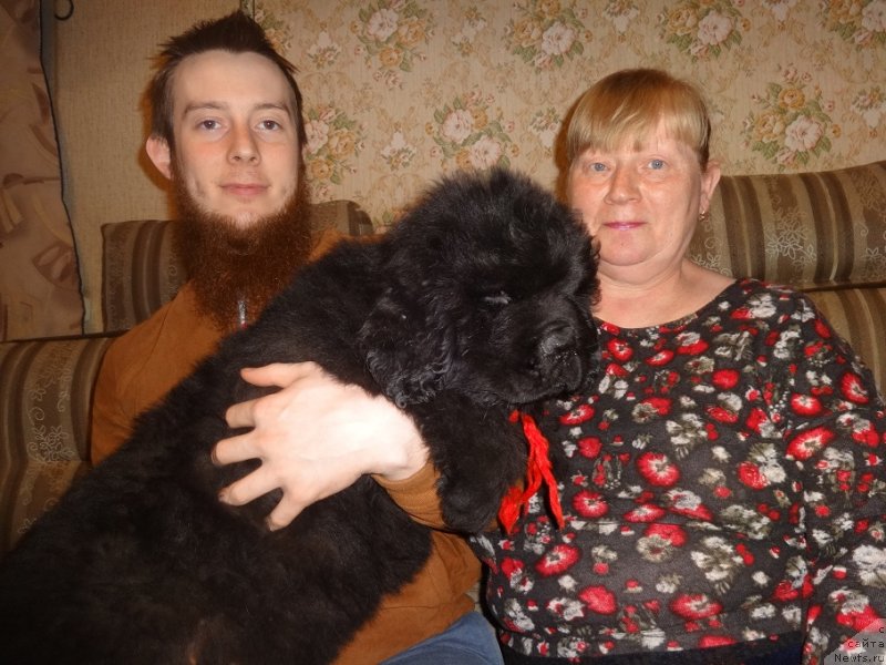 Фото: ньюфаундленд N'yufort Jordjiya (Ньюфорт Жорджия)