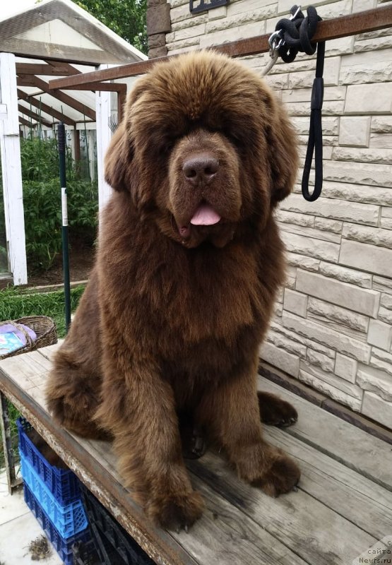 Фото: ньюфаундленд Brownblood MSK Lyon Labi-Roni (Браунблад  МСК Лион Лаби-Рони)