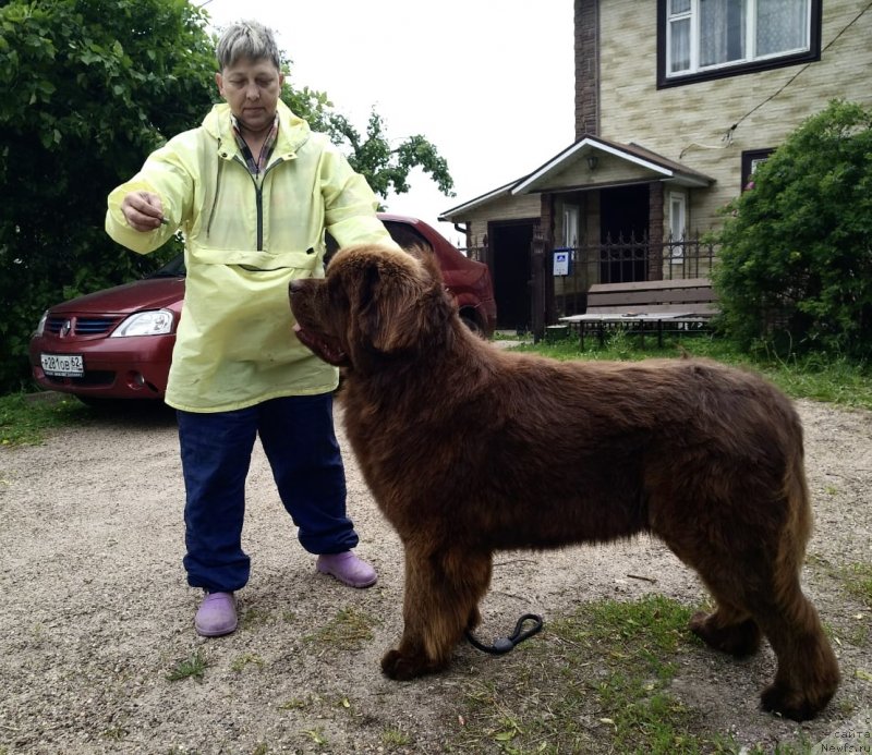 Фото: ньюфаундленд Brownblood MSK Lyon Labi-Roni (Браунблад  МСК Лион Лаби-Рони)