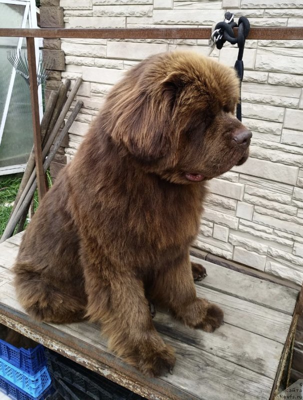 Фото: ньюфаундленд Brownblood MSK Lyon Labi-Roni (Браунблад  МСК Лион Лаби-Рони)