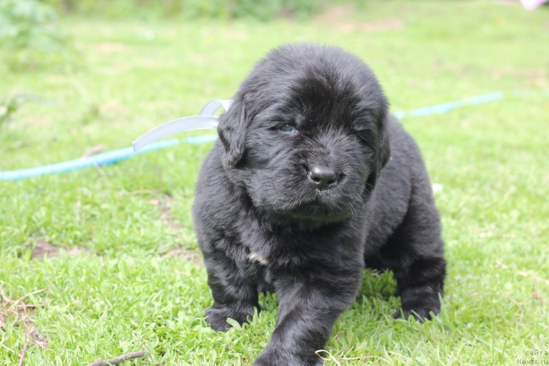 Фото: Obush Shed Inspirert Av Engler