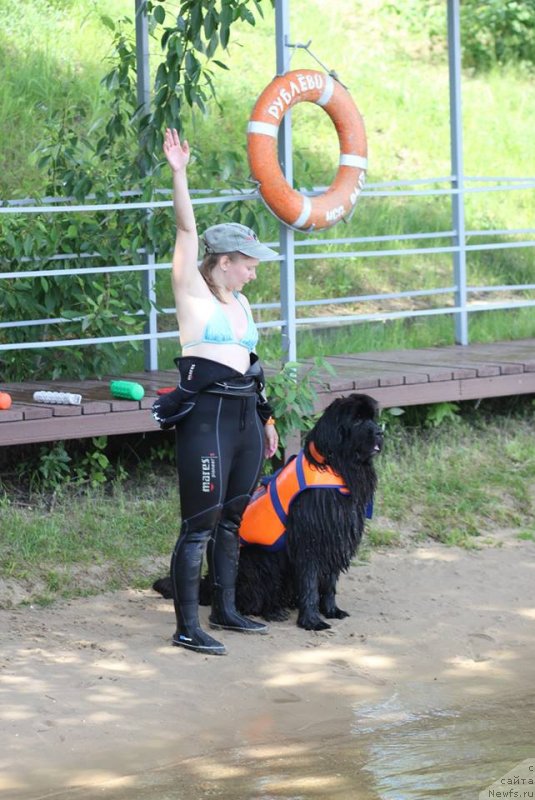 Фото: ньюфаундленд Njufort Amanda Blum (Ньюфорт Аманда Блум), Tat'yana Rozanova (Татьяна Розанова)