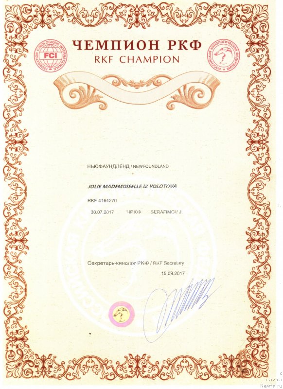 Фото: ньюфаундленд Jolie Mademuaselle iz Volotova (Жоли Мадемуазель из Волотова)