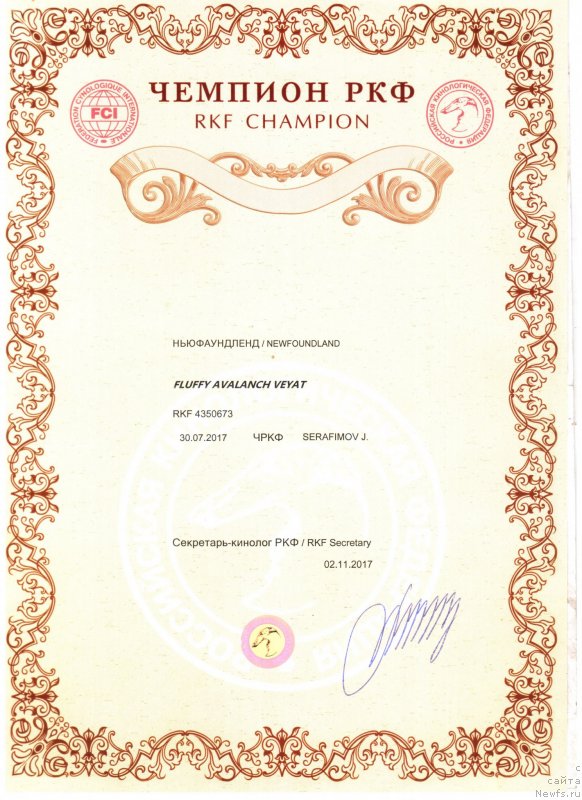 Фото: ньюфаундленд Fluffy Avalanch Veyat (Флюфи Аваланч Веят)