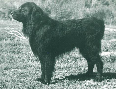 Фото: ньюфаундленд CHebord Niger (Чеборд Нигер)