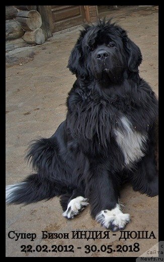 Фото: ньюфаундленд Super Bizon Indiya (Супер Бизон Индия)