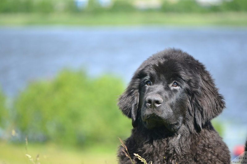 Фото: ньюфаундленд Lapushka ot Vyatskih Medvedey (Лапушка от Вятских Медведей)